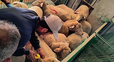 İlimizde Kaçak Hayvanlar Yakalandı