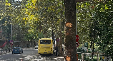 Ağaca Çarpan Otobüsteki 5 Yolcu Yaralandı