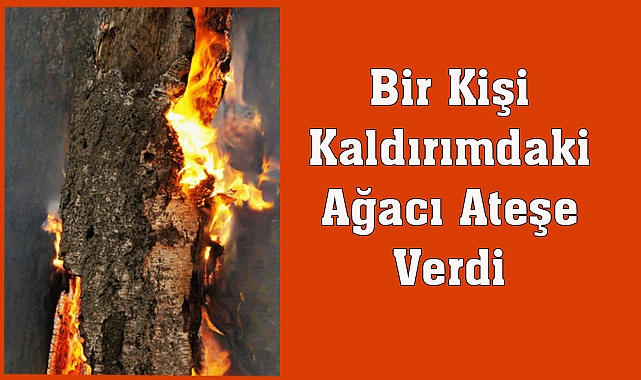 Bir Kişi Kaldırımdaki Ağacı Ateşe Verdi