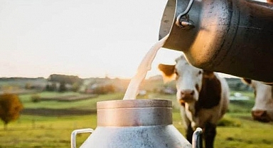 Çiğ Süt Prim Desteğini Bekleyenlere Müjde!