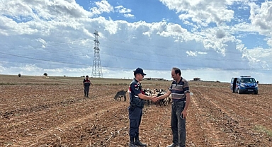 Jandarmadan Hayvan operasyonu