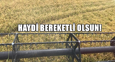 Merkez ve Köylerde Çeltik Hasadı Başladı!