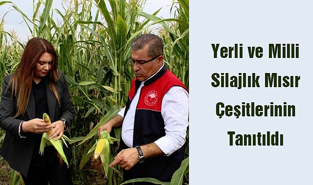 Yerli ve Milli Silajlık Mısır Çeşitlerinin Tanıtıldı
