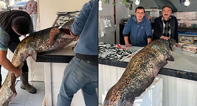 70 Kiloluk 'Meriç Canavarı' Tezgahtaki Yerini Aldı