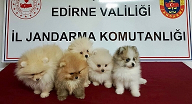 Cins Köpek Kaçakçılığı Jandarmaya Takıldı