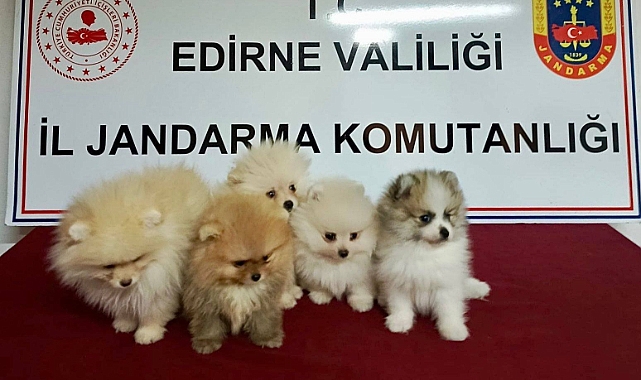 Cins Köpek Kaçakçılığı Jandarmaya Takıldı