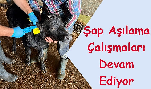 Şap Aşılama Çalışmaları Devam Ediyor