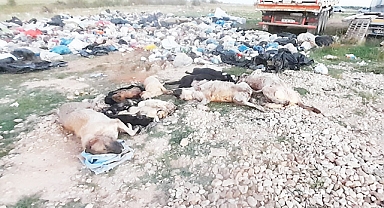 SON DAKİKA: Kırklareli’nin Gündemine Oturan Hayvan Ölümleriyle İlgili Çarpıcı Açıklama ve Görüntüleri Kamuoyuyla Paylaşıyoruz