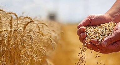 Buğday Fiyatı 13 Lirayı Geçti!