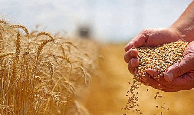 Buğday Fiyatı 13 Lirayı Geçti!