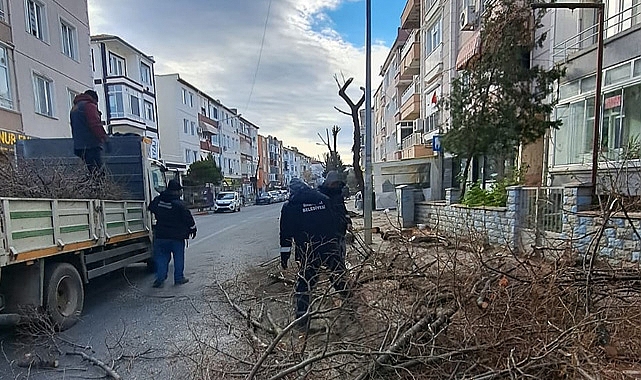 Ağaç Budama Çalışmaları Hızla Devam Ediyor