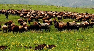 Küçükbaş Hayvancılıkta Yeni Destekleme Modeli Açıklandı