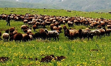 Küçükbaş Hayvancılıkta Yeni Destekleme Modeli Açıklandı