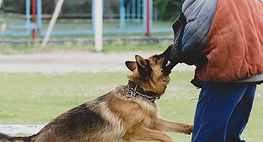 ŞOK! Başıboş Sokak Köpekleri Yine Saldırdı