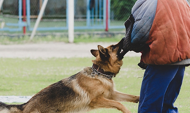 ŞOK! Başıboş Sokak Köpekleri Yine Saldırdı