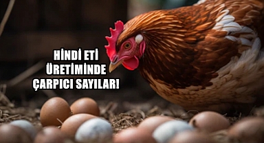 Tavuk Eti Hindi ve Yumurta Üretiminde Şaşırtan Veriler!