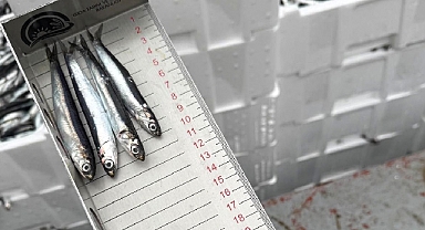 Demirköy’de Hamsi Avcılığına Sıkı Denetim