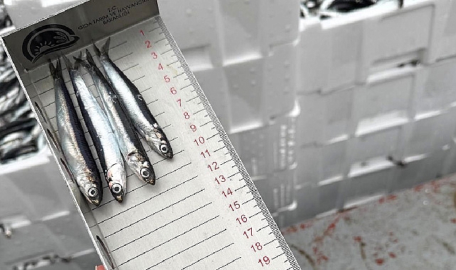 Demirköy’de Hamsi Avcılığına Sıkı Denetim