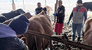 Hayvandan İnsana Bulaşan O Hastalık İçin Büyükbaşlara Test Yapıldı