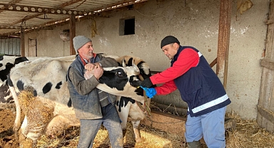 İlçe Tarım ve Orman Müdürlüğü Küpeleme Çalışmalarına Devam Ediyor