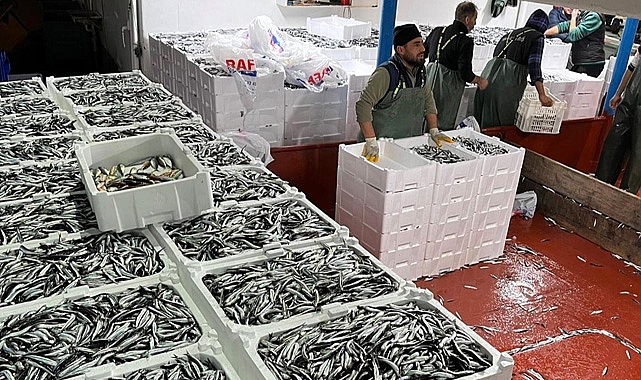 Kırklareli’nden Hamsi Yola Çıktı