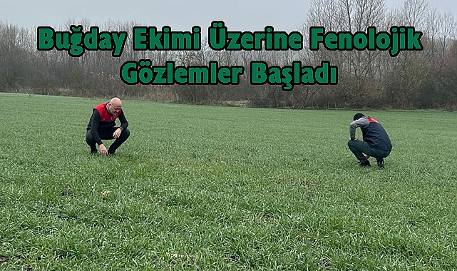 Buğday Ekimi Üzerine Fenolojik Gözlemler Başladı