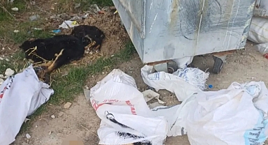 Kırklareli'nde Ölü Bulunan Köpeklere İlişkin Soruşturma Başlatıldı