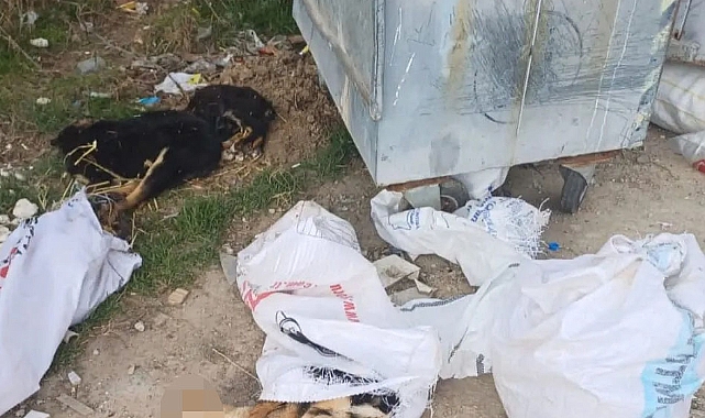 Kırklareli'nde Ölü Bulunan Köpeklere İlişkin Soruşturma Başlatıldı