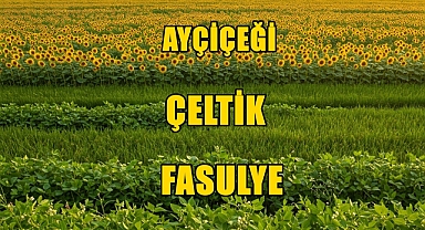 Ayçiçeği, Çeltik ve Fasulye Tohumuna Yüzde 75 Devlet Desteği!
