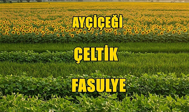Ayçiçeği, Çeltik ve Fasulye Tohumuna Yüzde 75 Devlet Desteği!