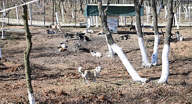 Sokak Hayvanları İçin 50 Dönümlük Doğal Yaşam Alanı!