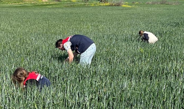 Buğday Tarlalarında Süne Tarama Çalışmaları Sürüyor!