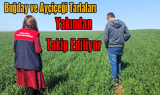 Buğday ve Ayçiçeği Tarlaları Yakından Takip Ediliyor