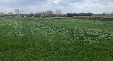Edirne Ziraat Odasından Don Değerlendirmesi