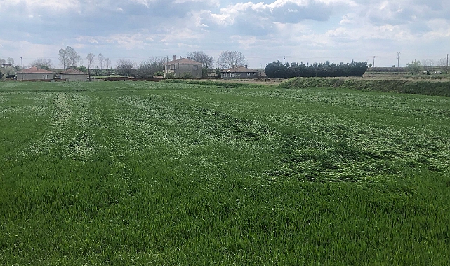 Edirne Ziraat Odasından Don Değerlendirmesi