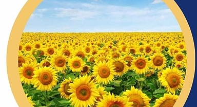 İkinci Ürün Olarak Ayçiçeği Ekecek Çiftçilere Hibe!