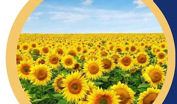 İkinci Ürün Olarak Ayçiçeği Ekecek Çiftçilere Hibe!