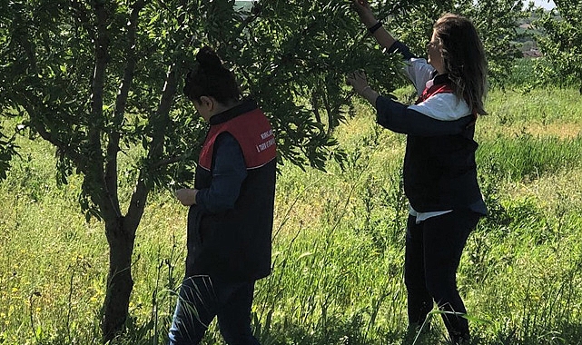 Tarım Arazilerinde Don ve Zararlılar İçin Yoğun Mesai