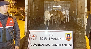 Buzağı Hırsızları Kıskıvrak Yakalandı
