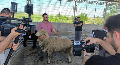 Hayvan Güzellik Yarışmasının Kazananları Belli Oldu