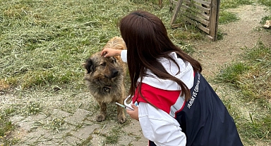 Köylerdeki Sahipli Köpeklere Aşı ve Mikroçip Uygulaması Yapıldı