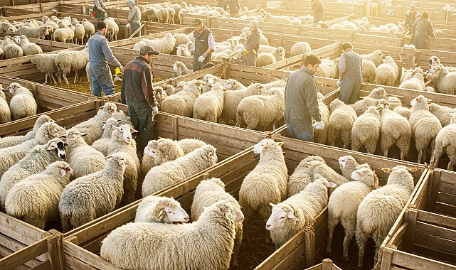 SON DAKİKA; Kurban Baskül Fiyatları Belli Oldu!
