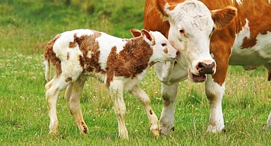 FLAŞ GELİŞME; Hayvancılığa Destek Projesi Başvuru Sonuçları Açıklandı