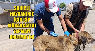 İl Genelinde Kuduz Aşısı ve Mikroçip Uygulamaları Hız Kesmiyor