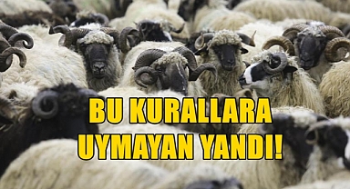 Kurban Kesim Komisyonu Kuralları Duyurdu!