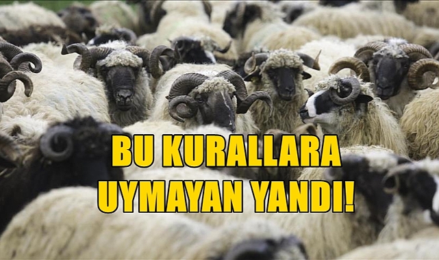 Kurban Kesim Komisyonu Kuralları Duyurdu!