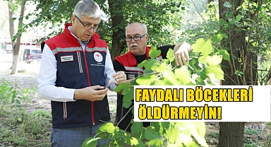 Tarım Alanlarında ‘Kahverengi Kokarca’ Alarmı!