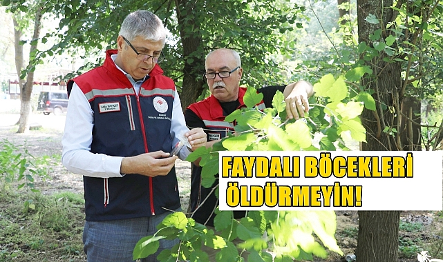 Tarım Alanlarında ‘Kahverengi Kokarca’ Alarmı!