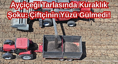 Ayçiçeği Tarlasında Kuraklık Şoku: Çiftçinin Yüzü Gülmedi!
