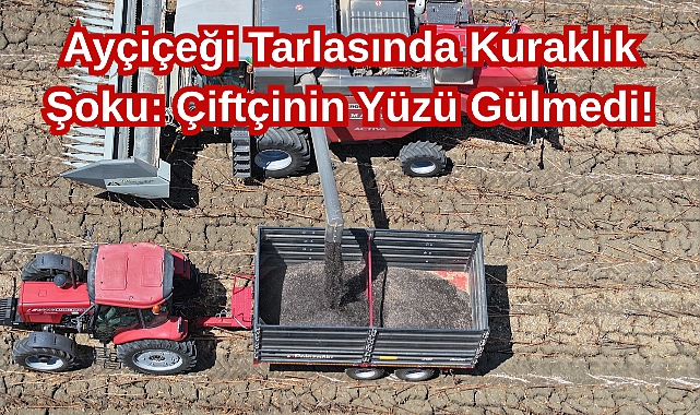 Ayçiçeği Tarlasında Kuraklık Şoku: Çiftçinin Yüzü Gülmedi!